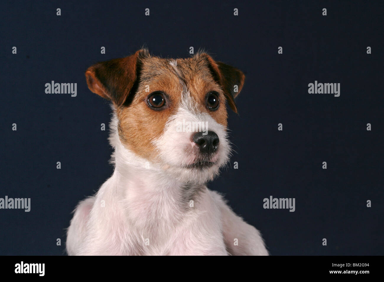 Parson Russell Terrier Portrait Banque D'Images