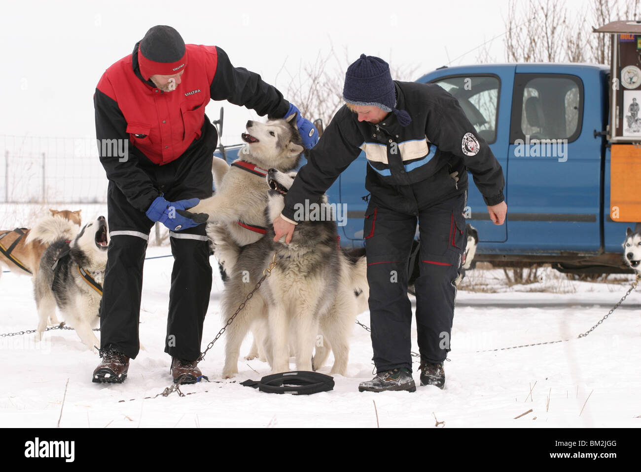 Sibirien Gespann Husky / équipe Banque D'Images