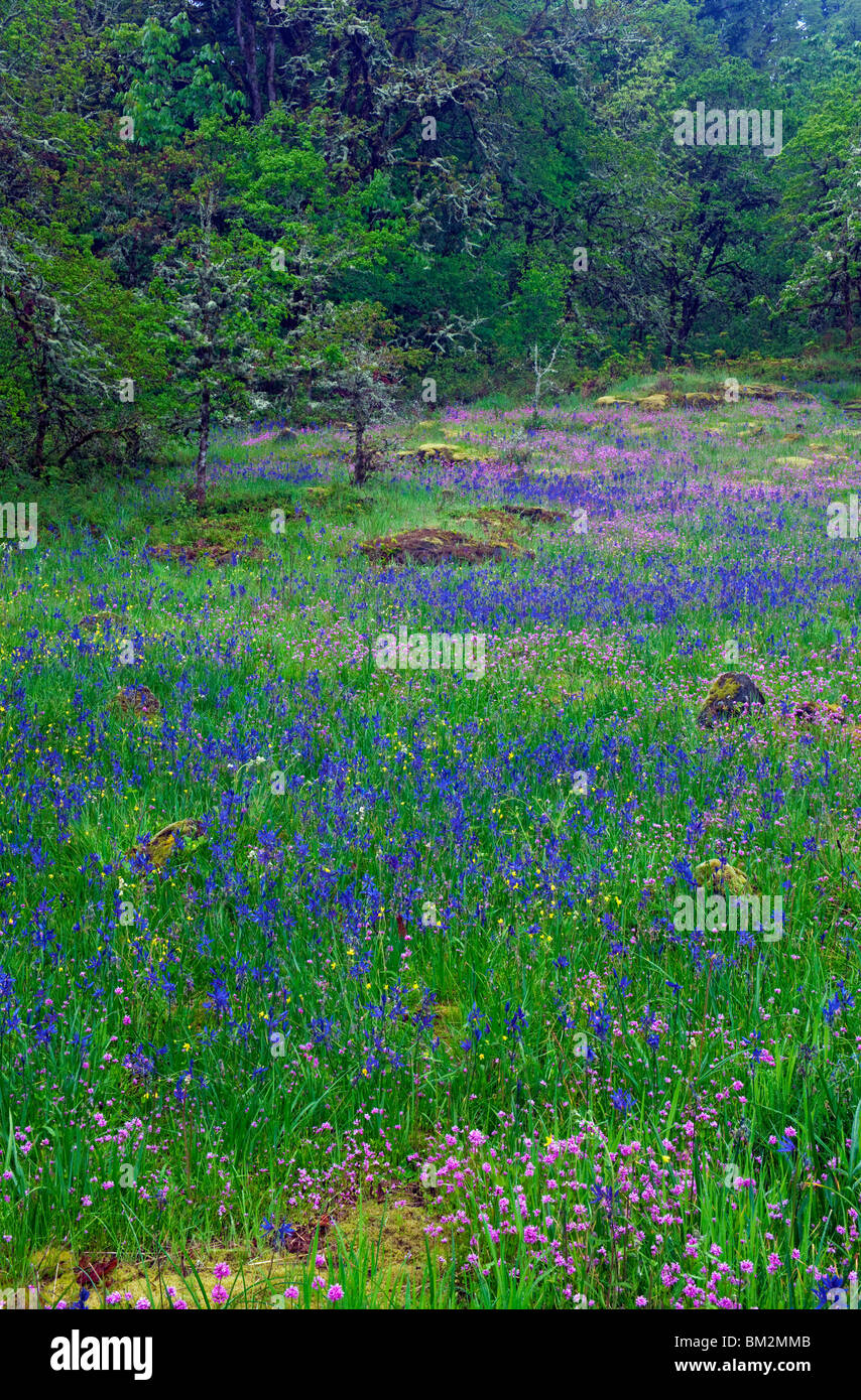 Camas bleu et rose le plectritis fleurit parmi les chênes blancs dans la région de Oregon's Camassia espace naturel. Banque D'Images