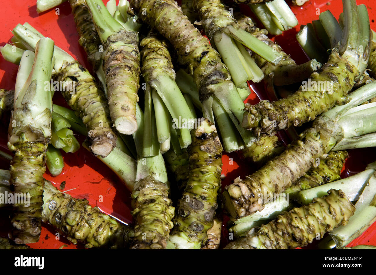 Les racines de wasabi (raifort japonais) à la vente à la ferme de Wasabi Daio Hotaka, Nagano, Japon Banque D'Images