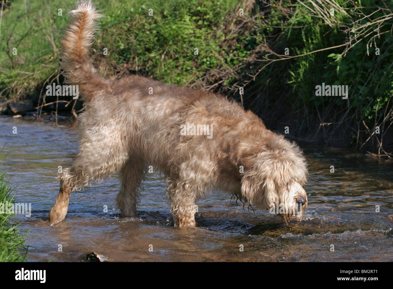 Otterhound im Wasser / Otterhound dans l'eau Banque D'Images