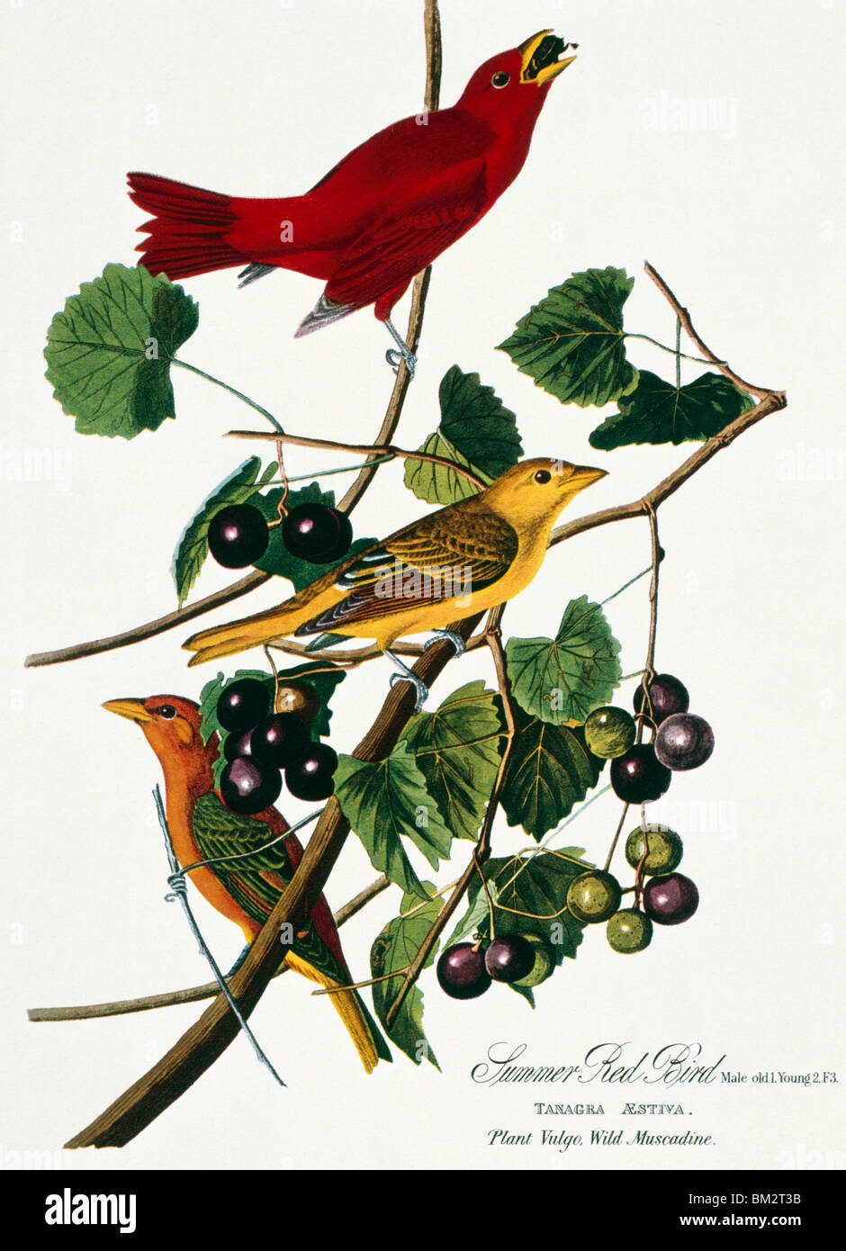 Oiseau rouge d'été par John James Audubon, lithographie, (1785-1852) Banque D'Images