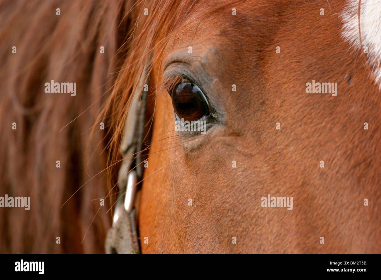 / Horseeye Pferdeauge Banque D'Images