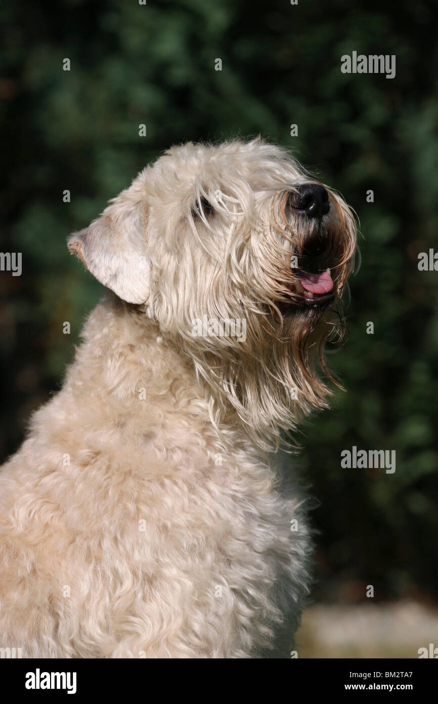 Irish Soft Coated Wheaten Terrier Portrait Banque D'Images