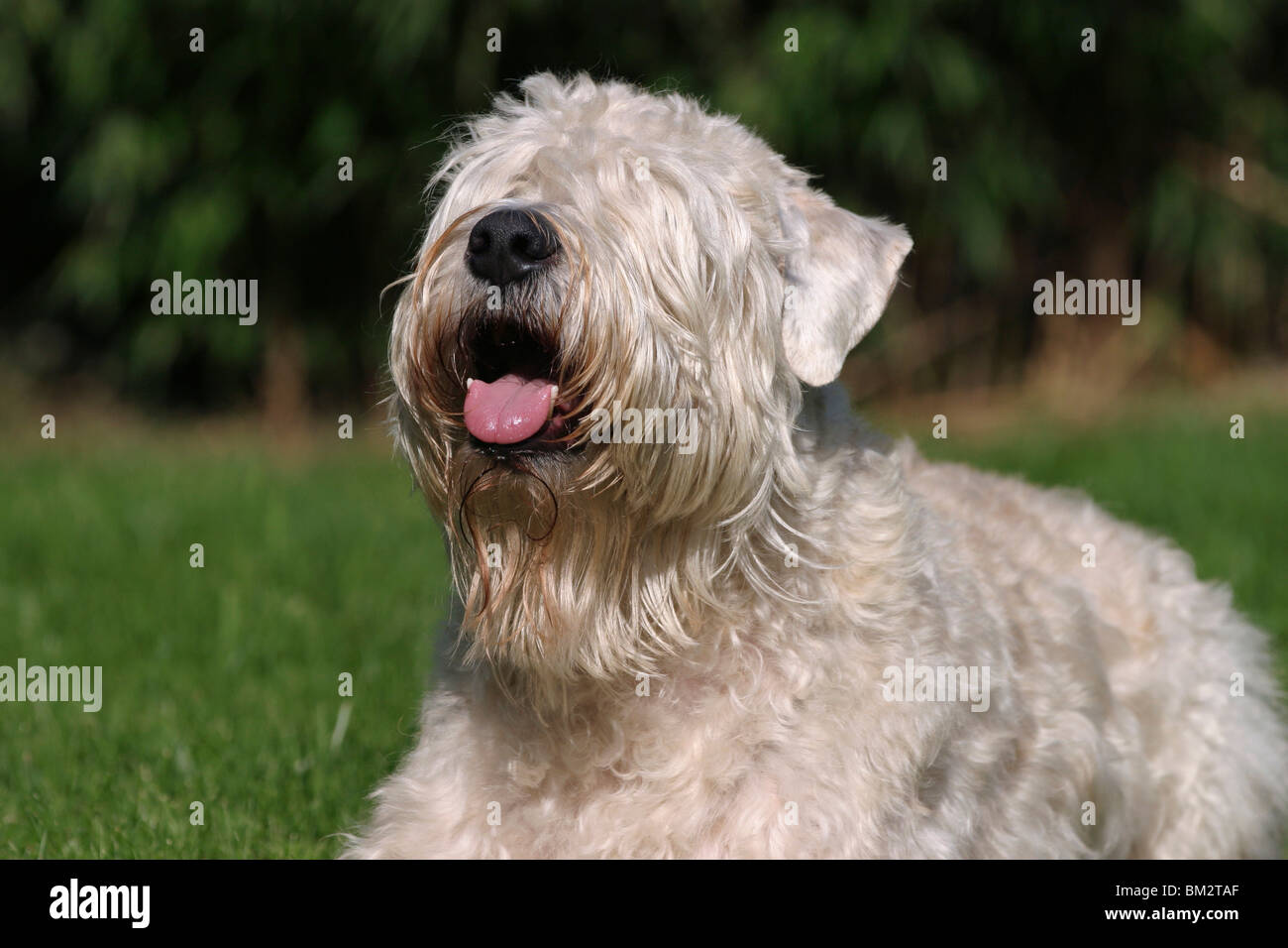 Irish Soft Coated Wheaten Terrier Portrait Banque D'Images