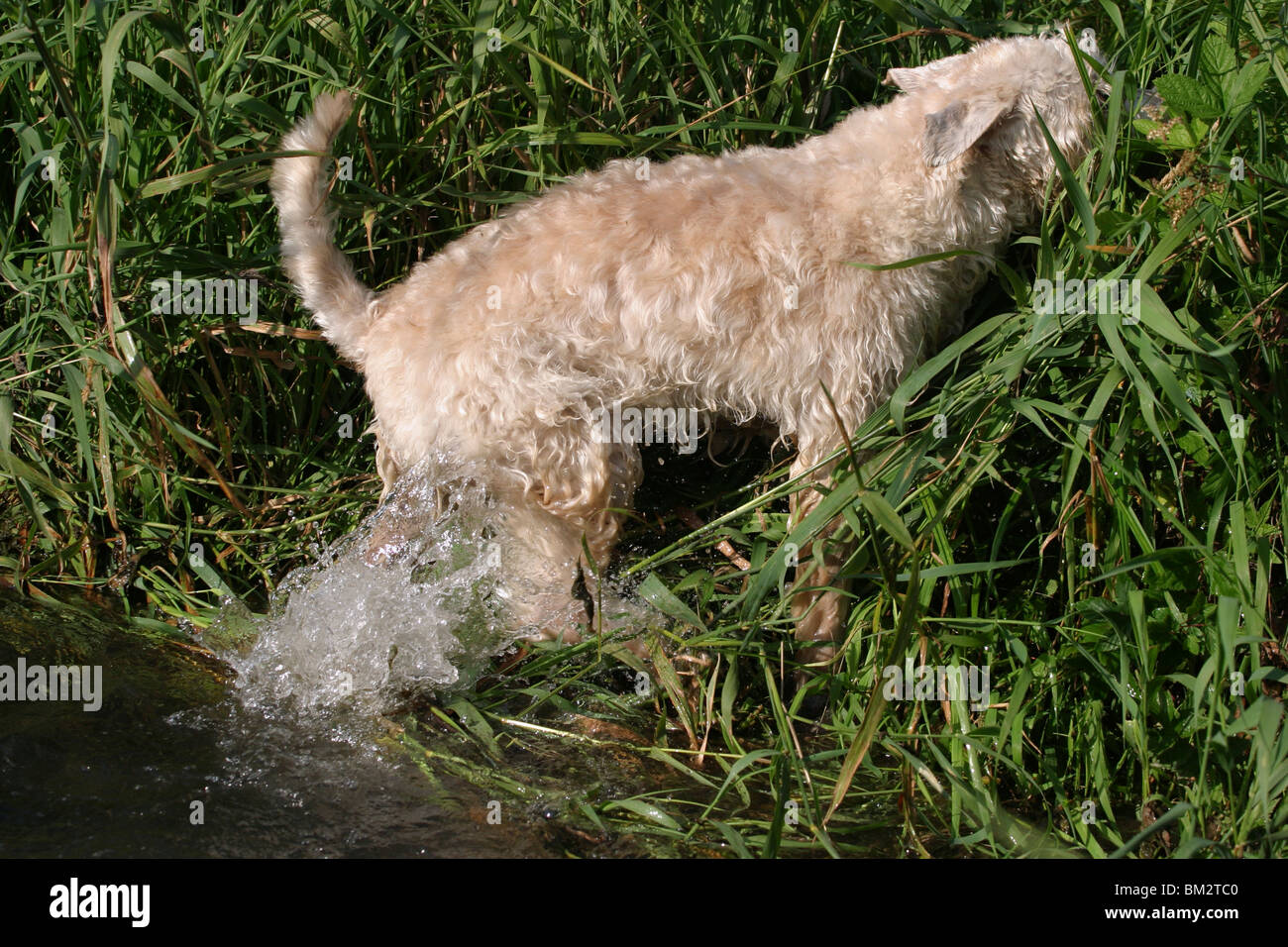 Irish Soft Coated Wheaten Terrier Banque D'Images
