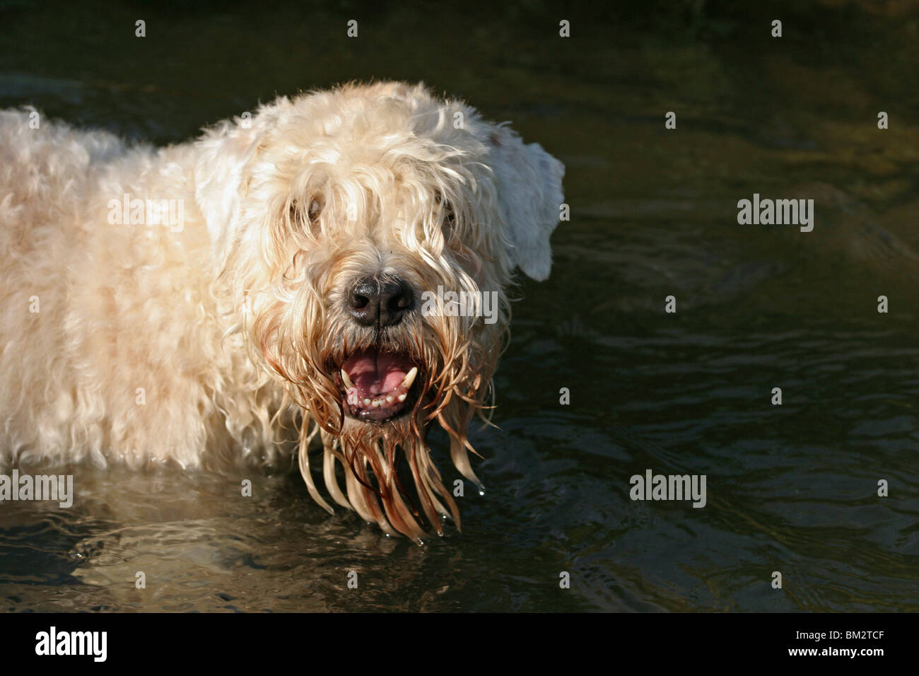 Irish Soft Coated Wheaten Terrier Portrait Banque D'Images