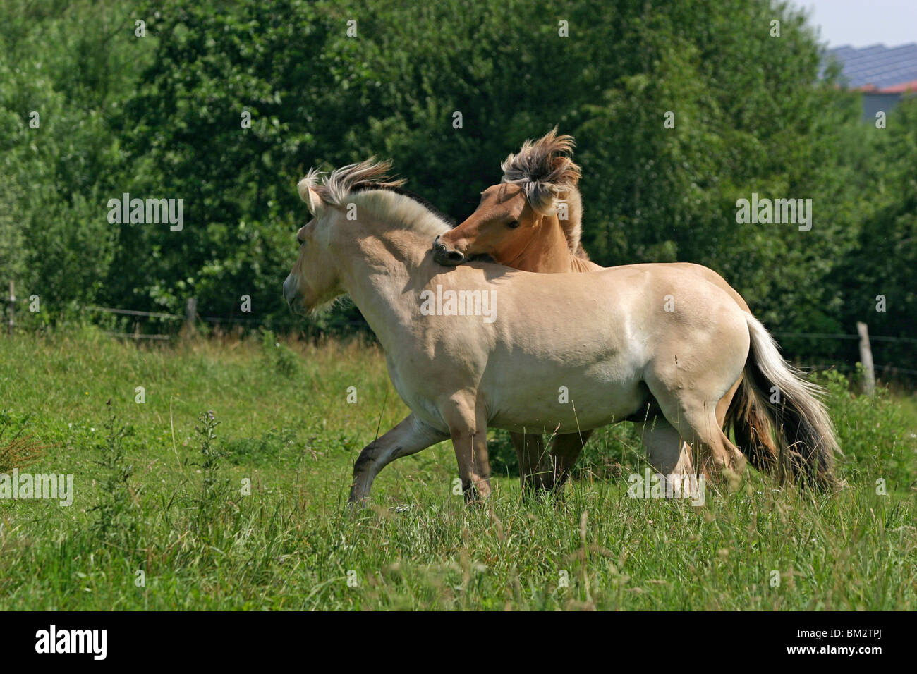 Spielerischer Kampf / deux jeunes chevaux Banque D'Images
