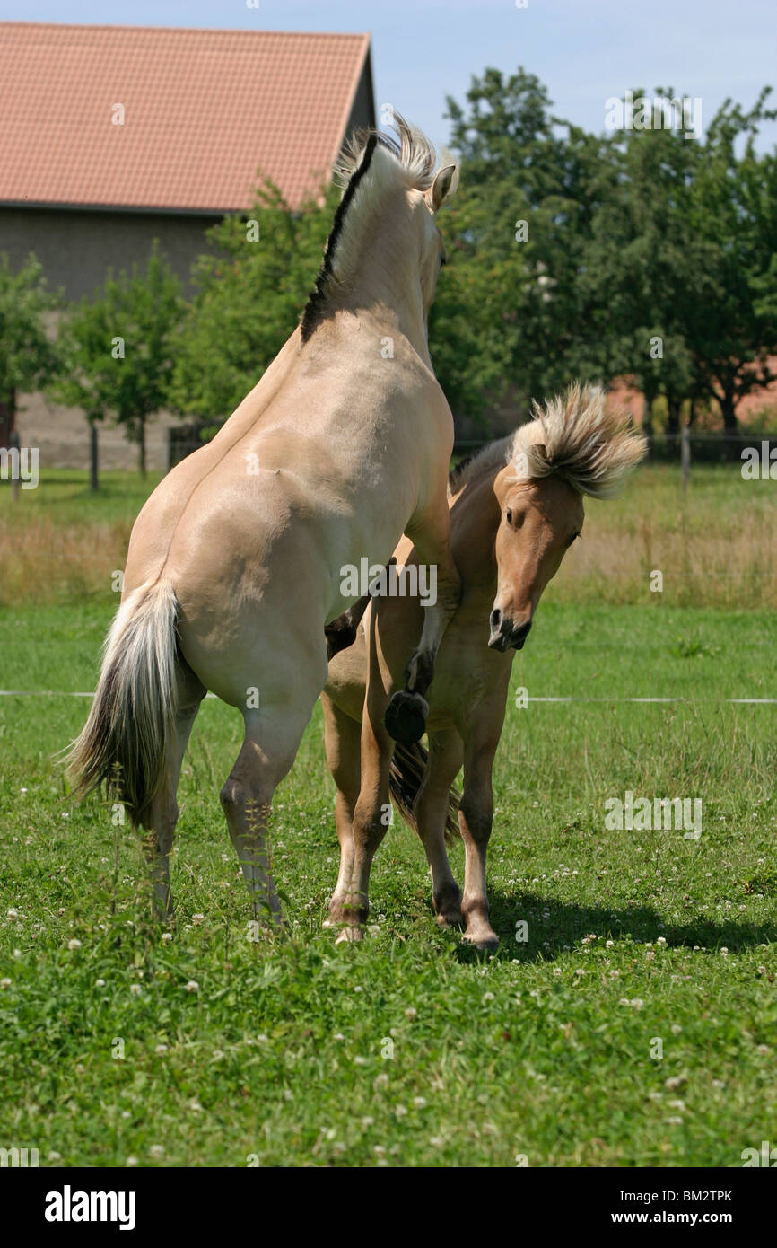 Spielerischer Kampf / deux jeunes chevaux Banque D'Images