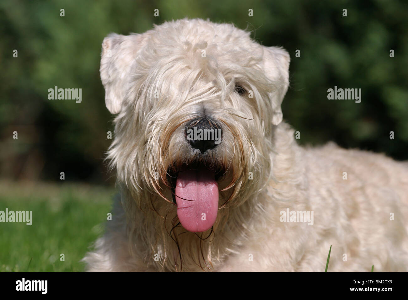 Irish Soft Coated Wheaten Terrier Portrait Banque D'Images