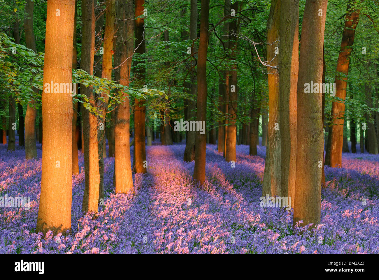 Jacinthes et bois de hêtre au coucher du soleil, England, UK Banque D'Images