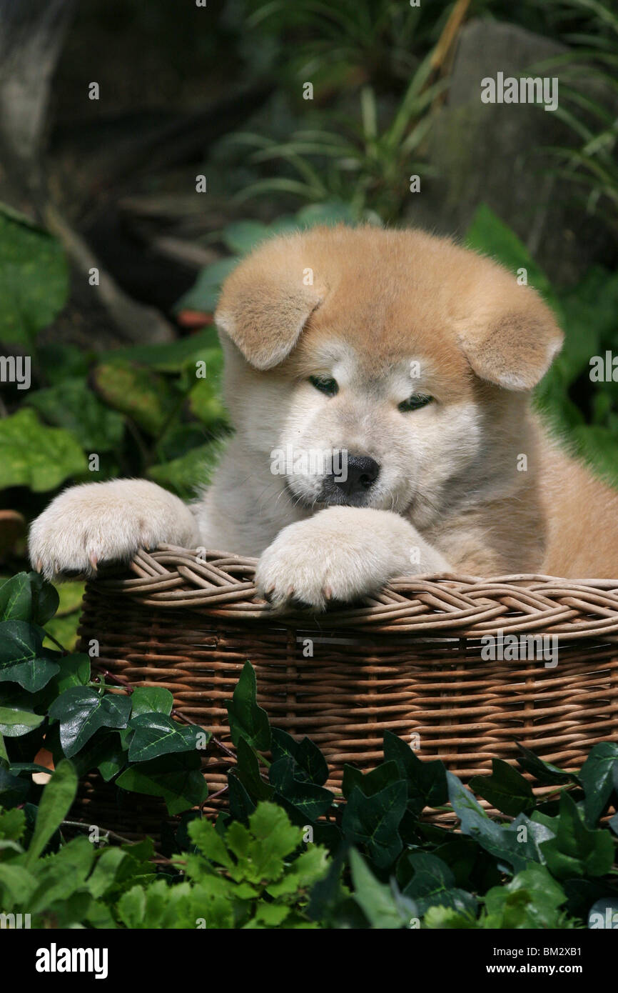 Akita Inu im Welpe Körbchen / Akita Inu chiot dans un panier Banque D'Images