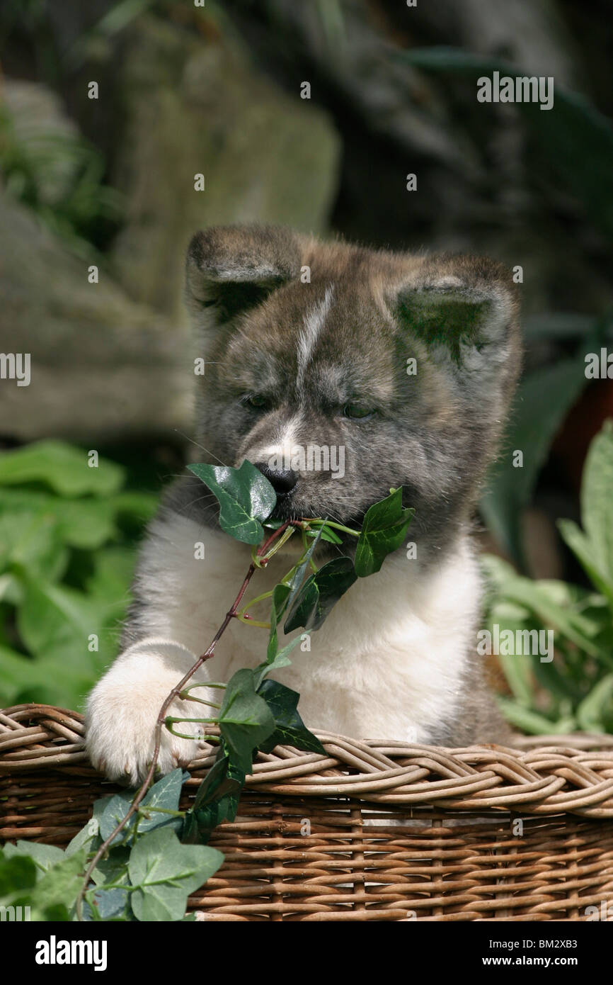 Akita Inu im Welpe Körbchen / Akita Inu chiot dans un panier Banque D'Images