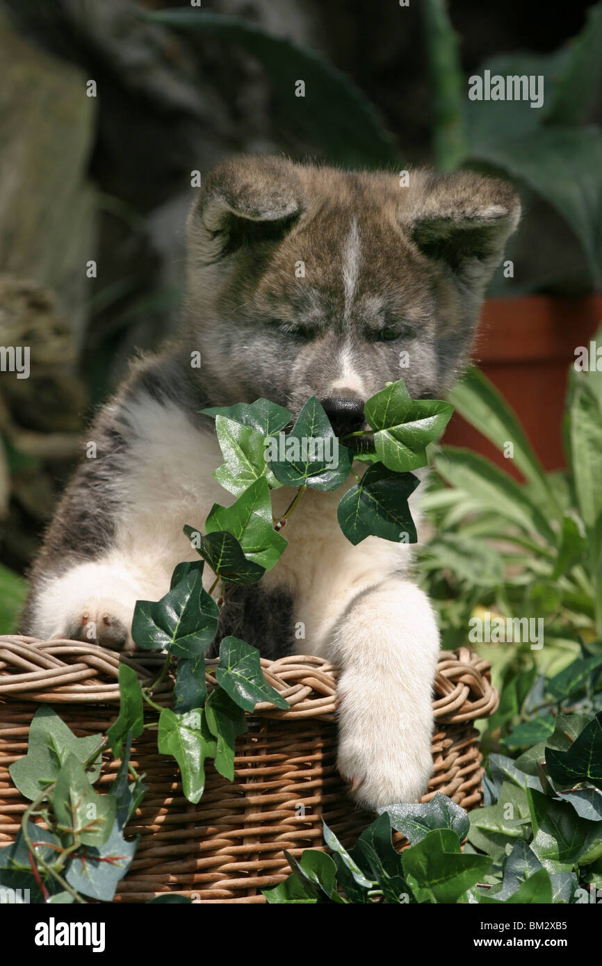 Akita Inu im Welpe Körbchen / Akita Inu chiot dans un panier Banque D'Images