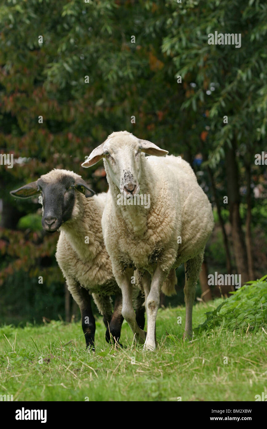 Zwei Schafe / deux moutons Banque D'Images