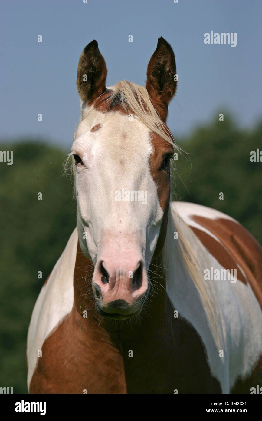 Portrait Cheval Banque D'Images