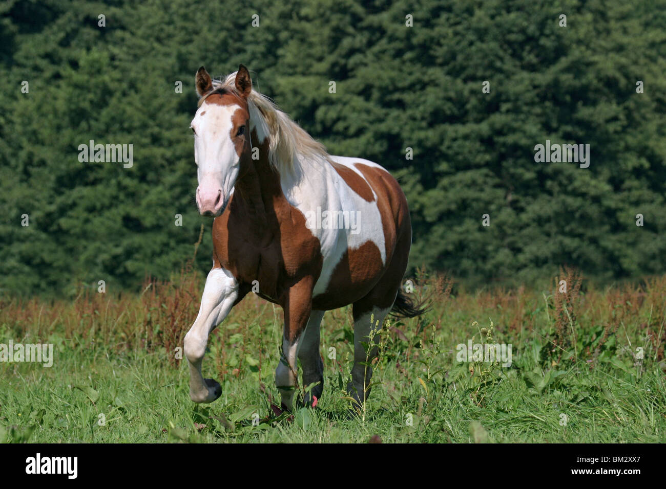 Paint horse dans Aktion / running horse Banque D'Images