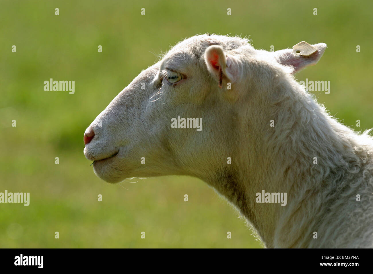 Schaf / mouton Banque D'Images