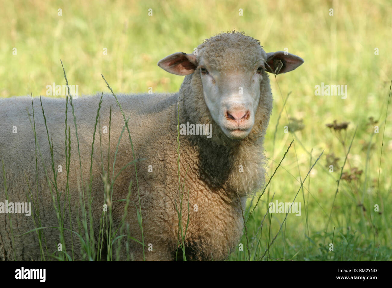Schaf / mouton Banque D'Images
