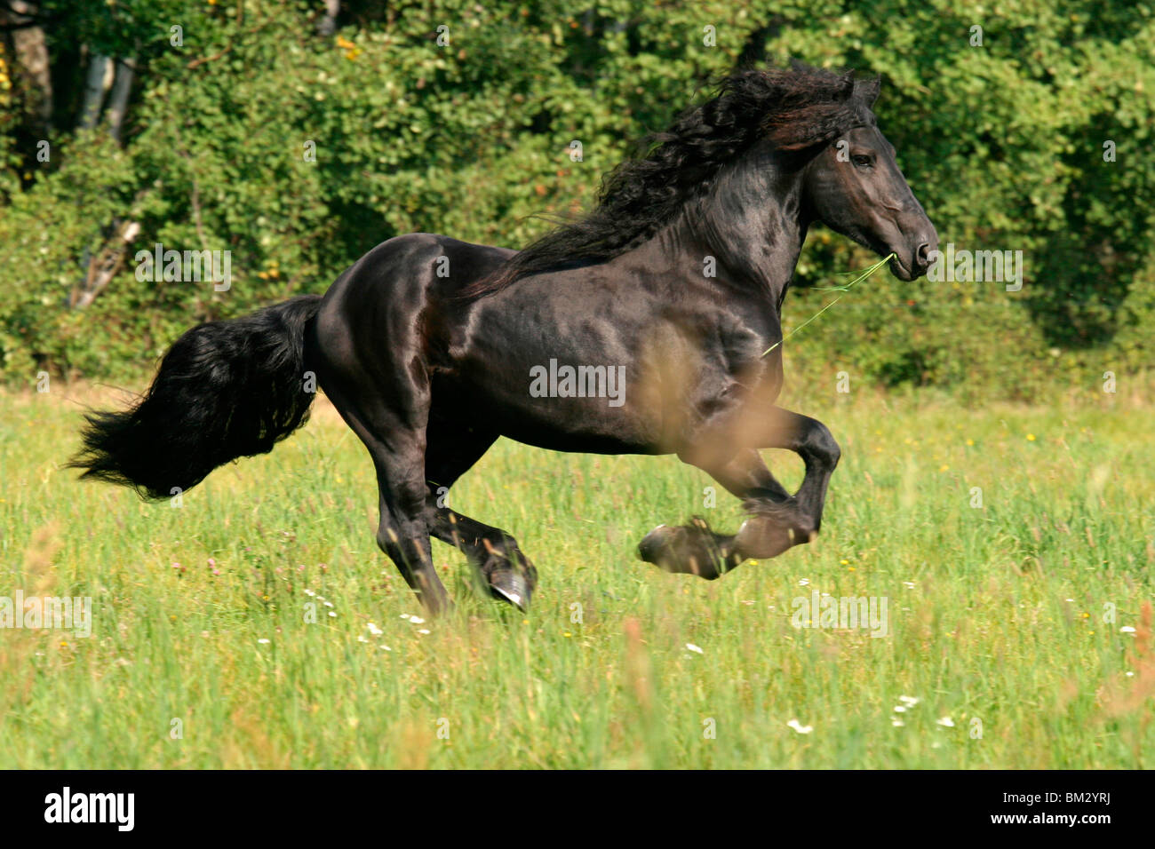 Rennender friese / course friesian Banque D'Images