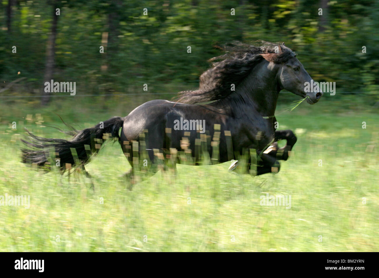 Rennender friese / course friesian Banque D'Images