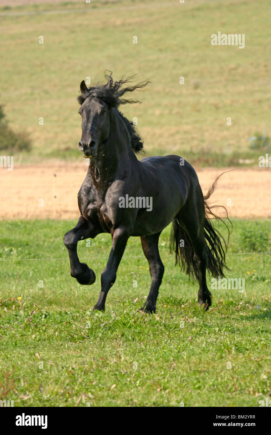Galoppierender Friese / course friesian Banque D'Images