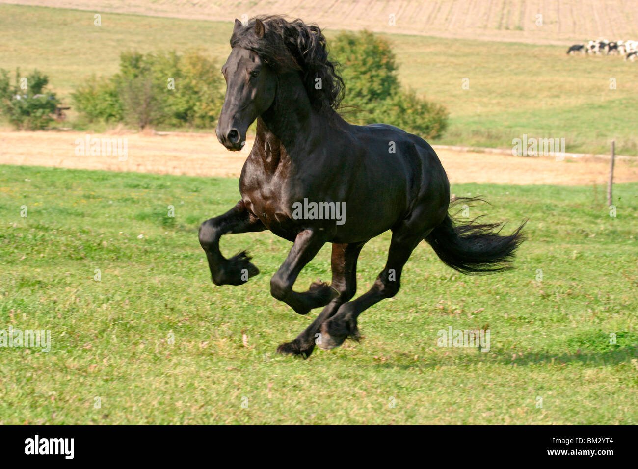 Rennender friese / course friesian Banque D'Images