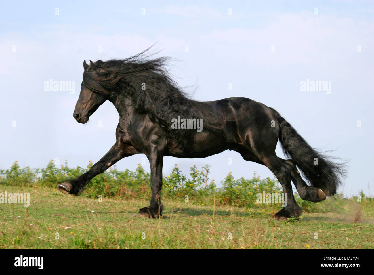 Rennender Friese / course friesian Banque D'Images