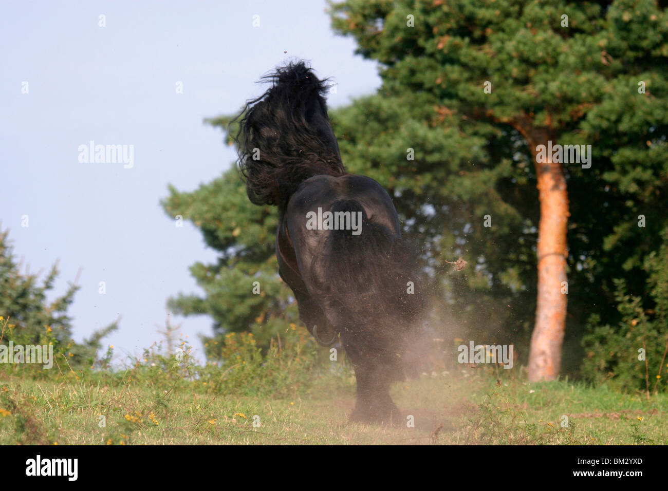 Rennender Friese / course friesian Banque D'Images