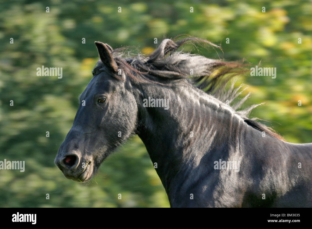 Rennender Friese / course friesian Banque D'Images