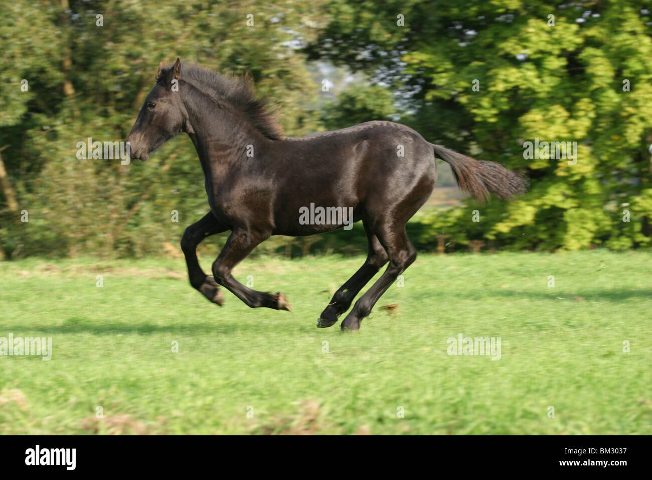 Rennender Friese / course cheval frison Banque D'Images