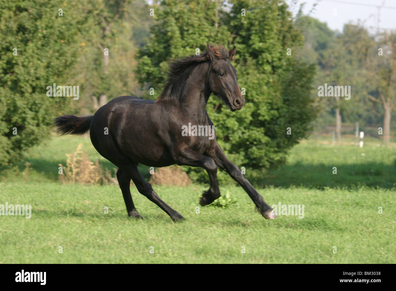 Rennender Friese / course cheval frison Banque D'Images