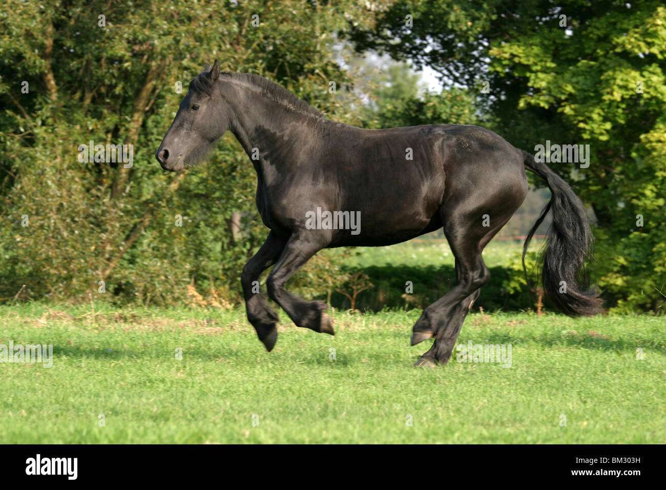 Rennender Friese / course cheval frison Banque D'Images