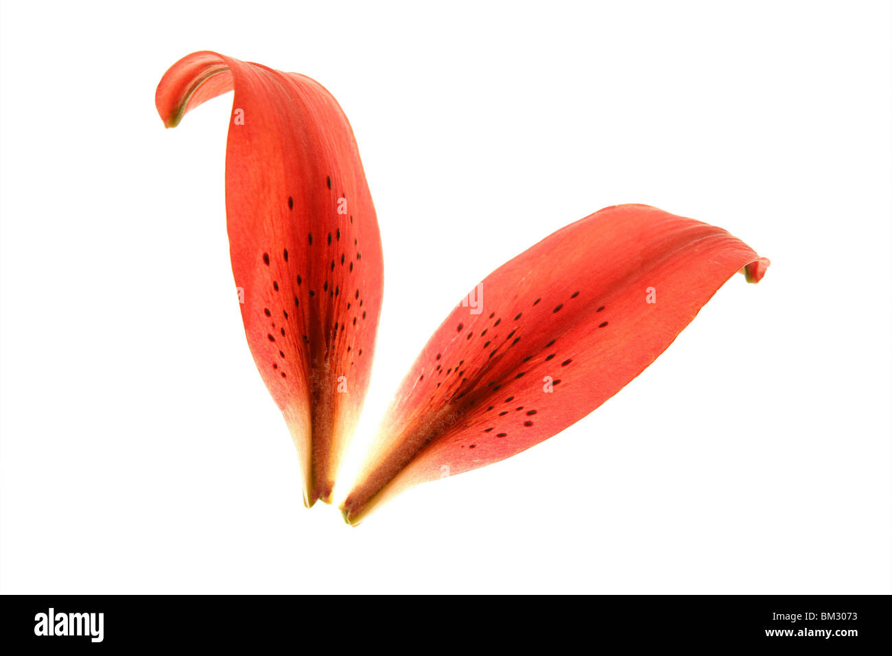 Macro pétales transparents Hibiscus isolated on white Banque D'Images
