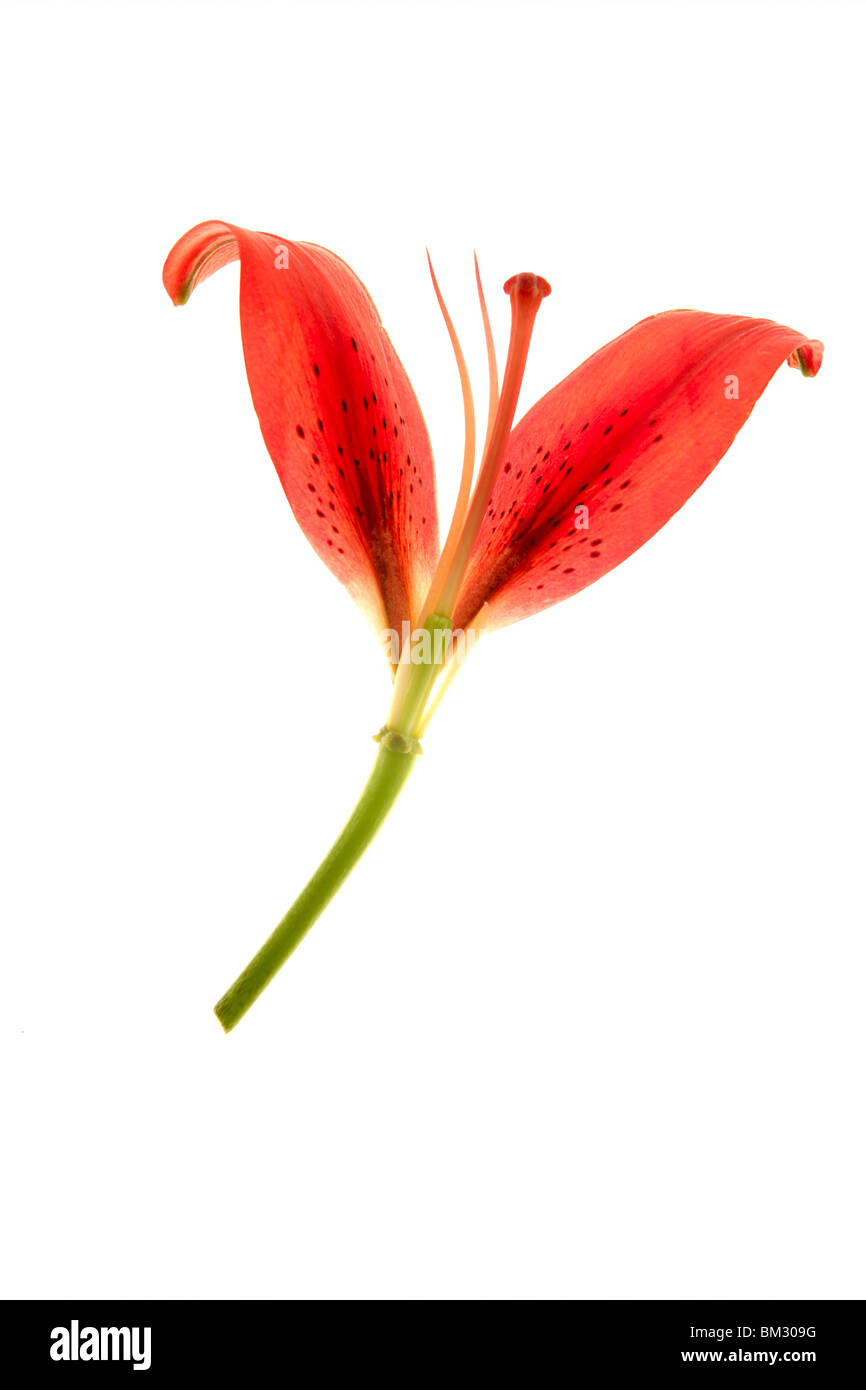 Transparente Hibiscus macro pétales isolated on white Banque D'Images