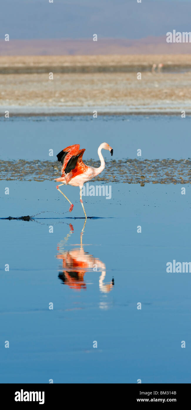 Flamant du Chili (Phoenicopterus chilensis), Chili Banque D'Images