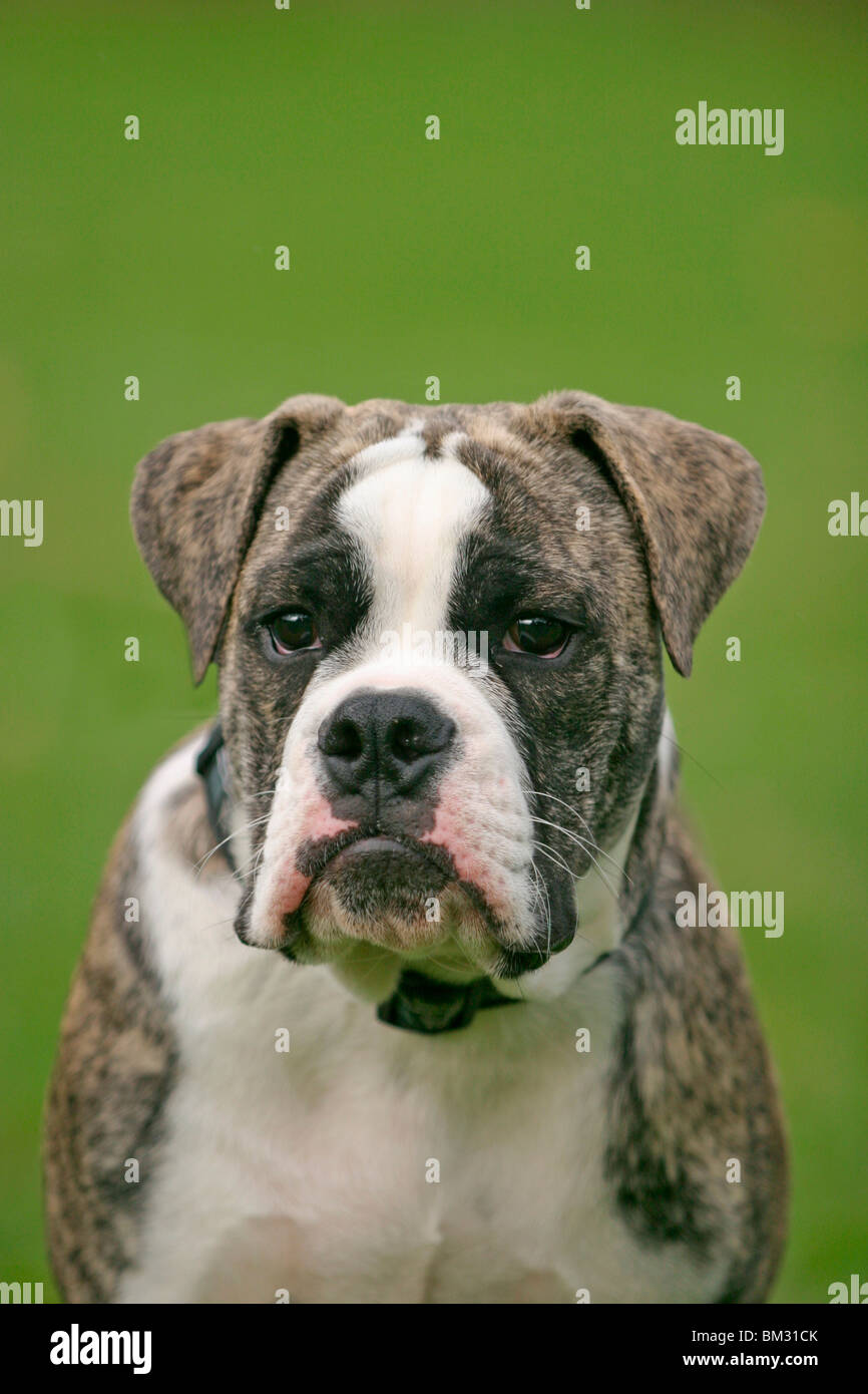 Bulldogge Bulldog / Portrait Banque D'Images