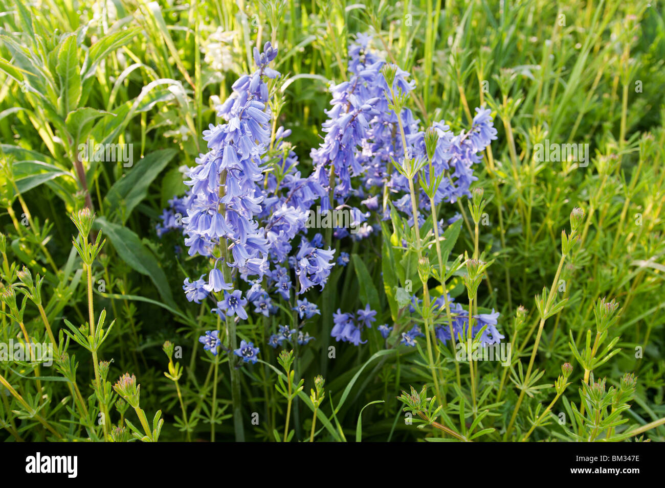 Bluebells (Hyacinthoides non-scripta ou Endymion non-scriptum, Scilla non-scripta) floraison dans un pré près de Wolvercote, UK Banque D'Images