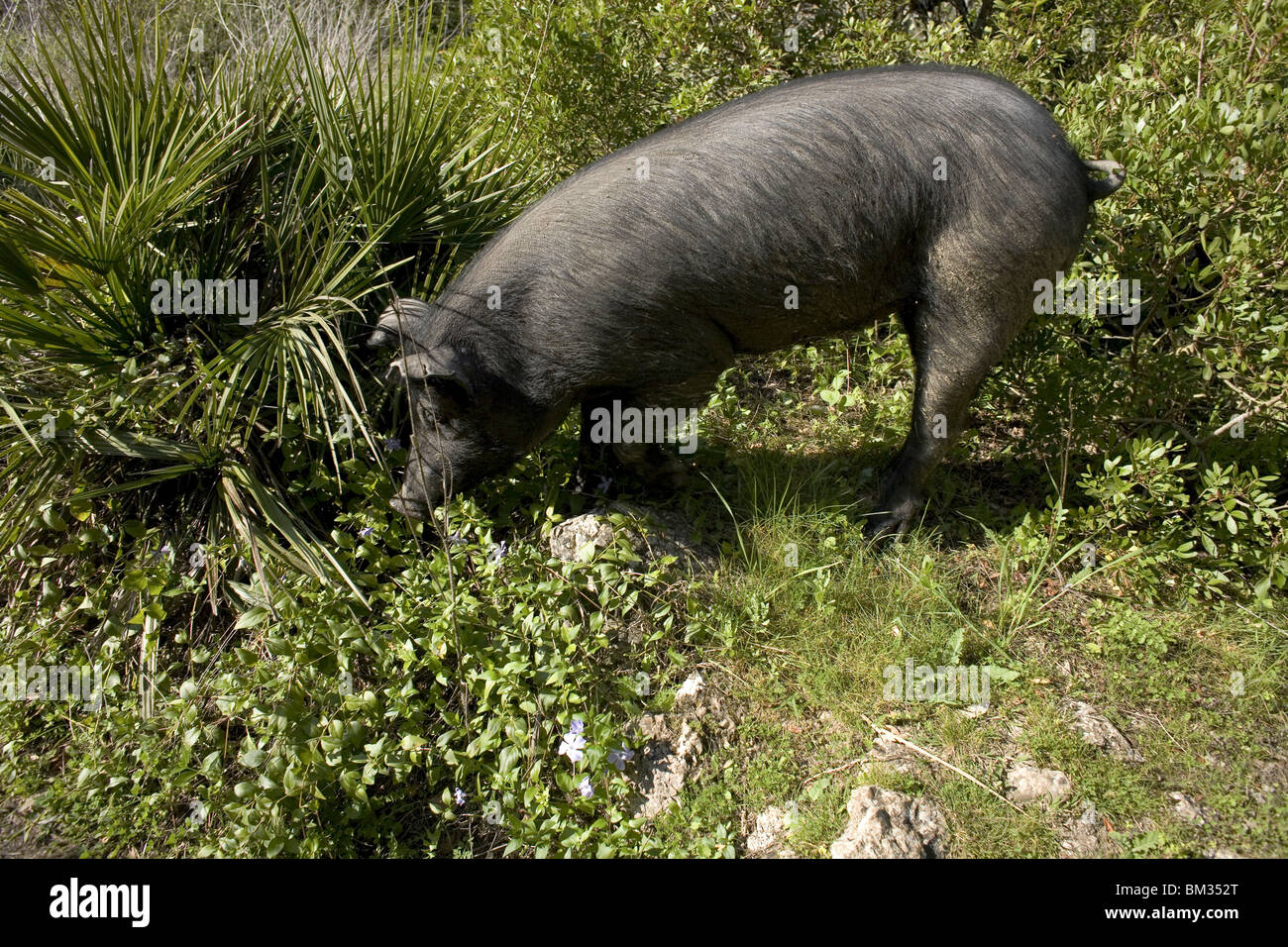 Un porc ibérique mange dans la forêt près de Benamahoma village dans le Parc National de Sierra de Grazalema, Cádiz, Espagne. Banque D'Images