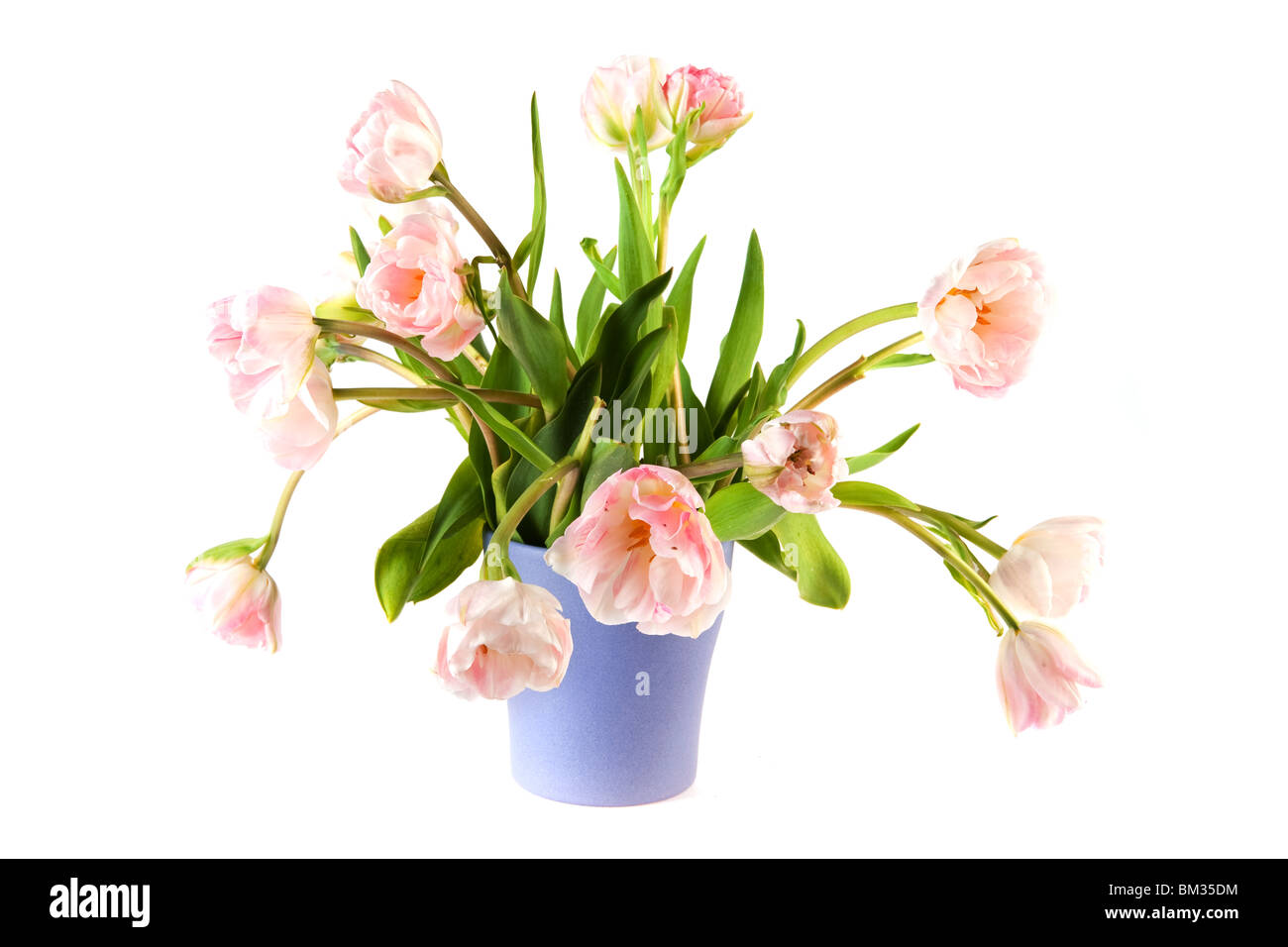 Arrangement floral avec double rose tulipes au vase pourpre Banque D'Images