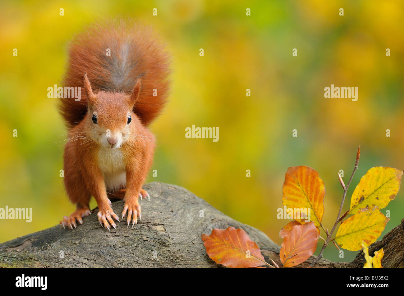 L'Écureuil roux (Sciurus vulgaris) à la recherche en étant debout sur une souche d'arbre, aux Pays-Bas. Banque D'Images