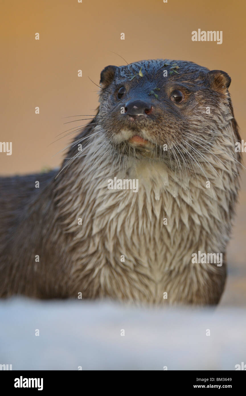 Rivière européenne loutre (Lutra lutra). Portrait de femme dans la neige. Banque D'Images