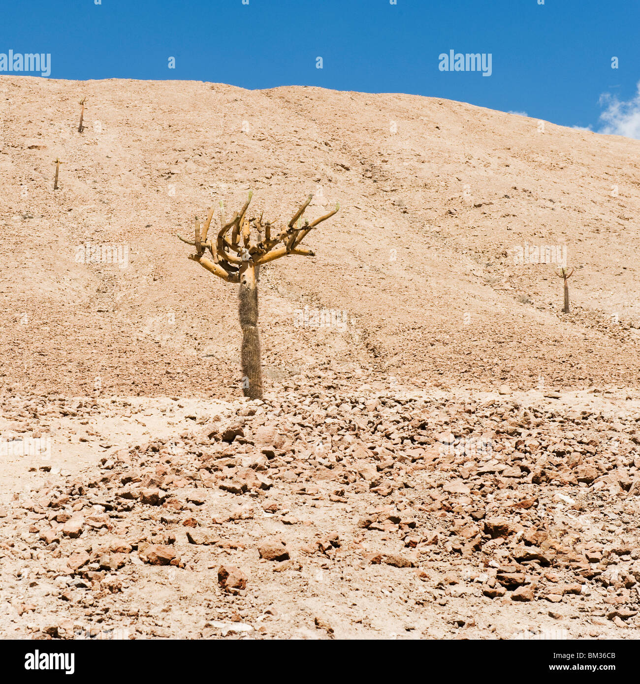 Cactus candélabres dans le désert de pierre, Arica, Chili Banque D'Images