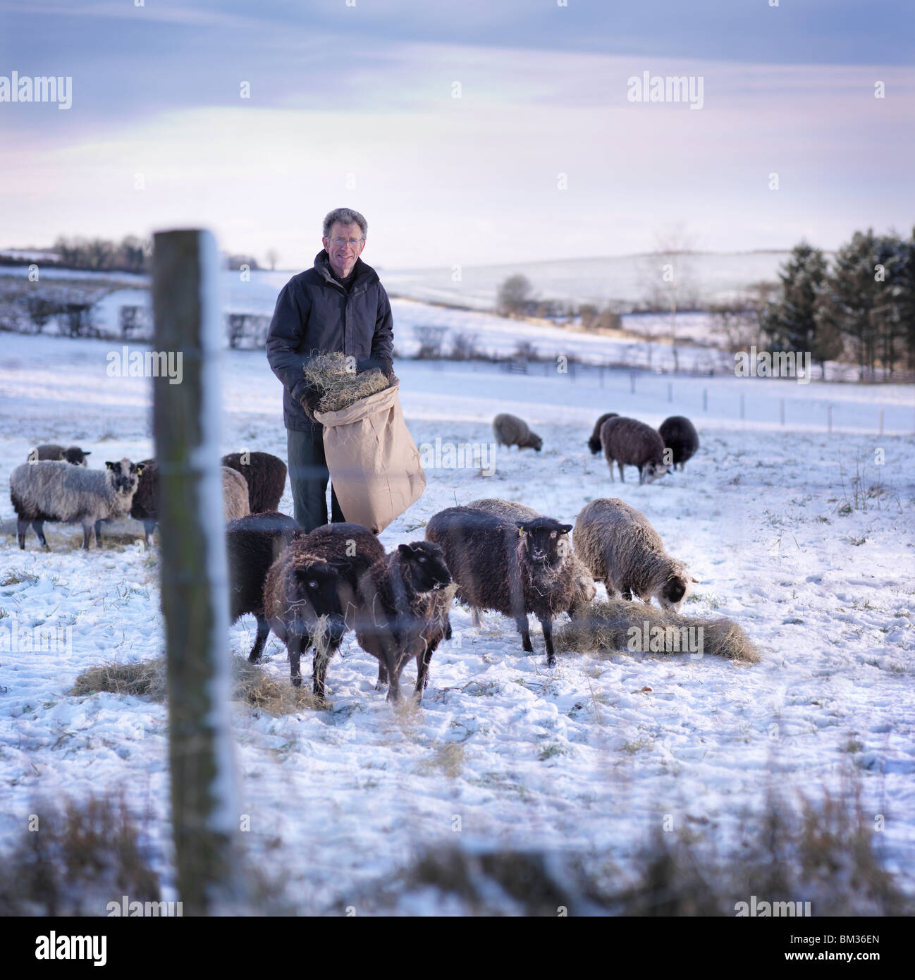 Shepherd dans le champ avec des moutons et neige Banque D'Images