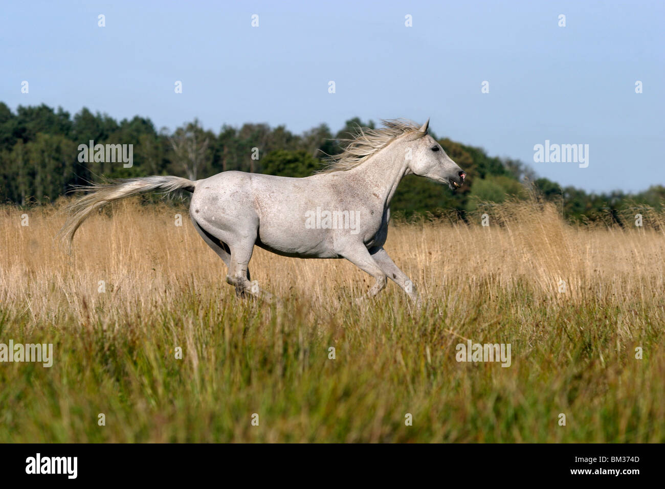 Araber im Galopp / course cheval arabe Banque D'Images