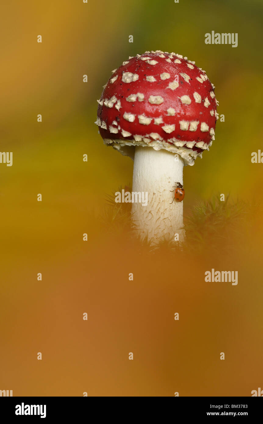 Agaric Fly (Amanita muscaria) avec coccinelle. Banque D'Images