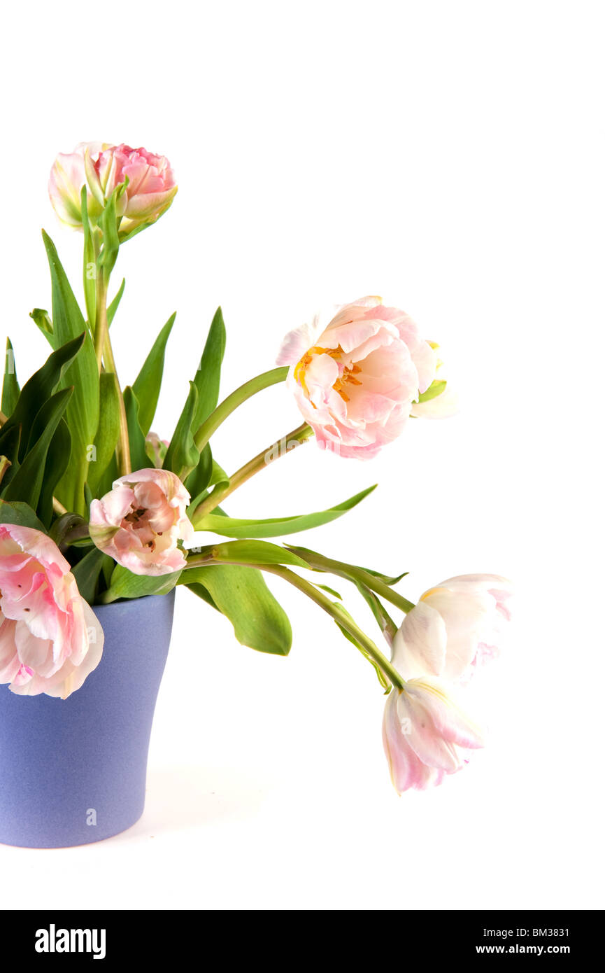 Bouquet de tulipes roses dans vase pourpre Banque D'Images