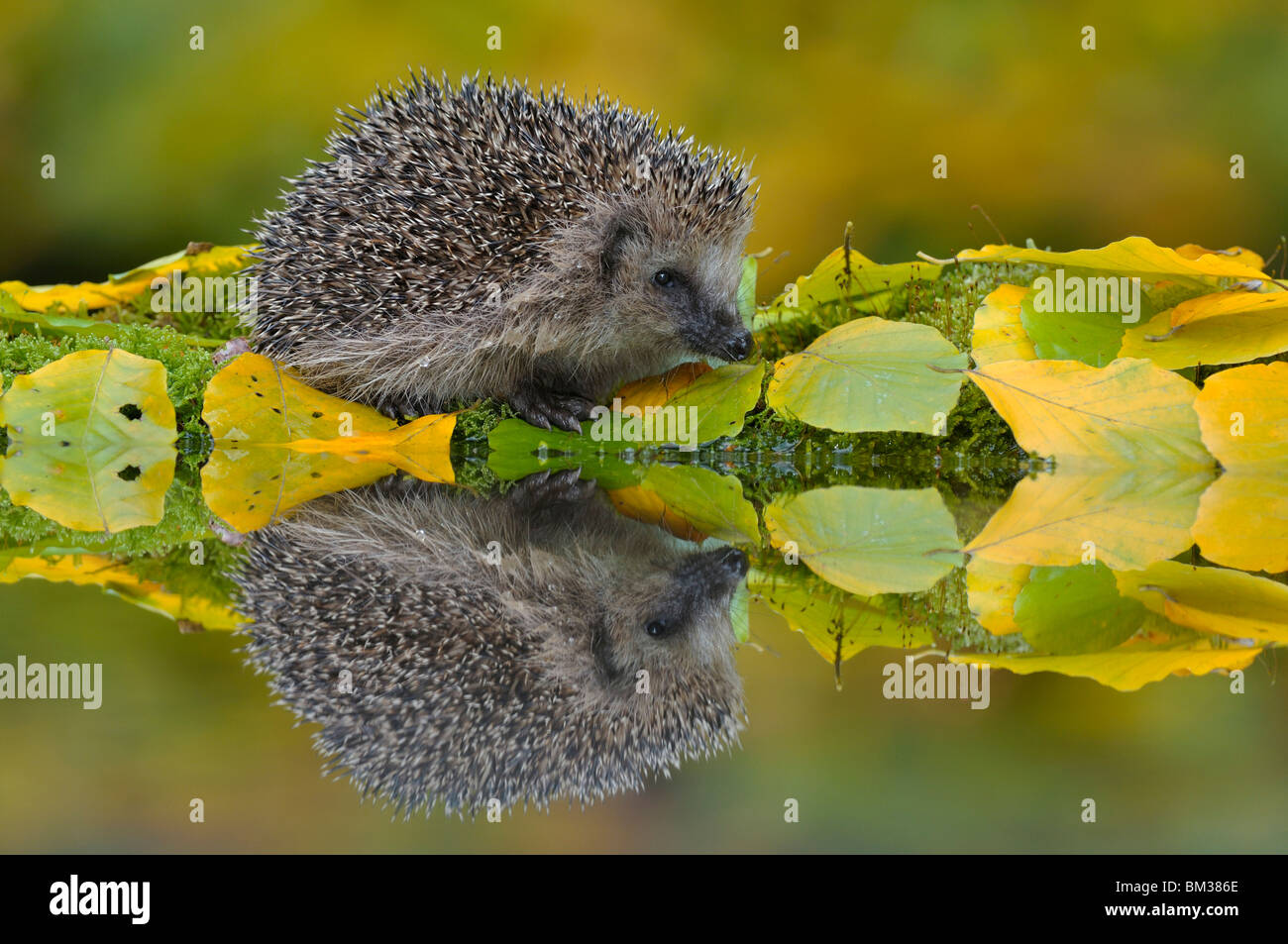 Hérisson (Erinaceus europaeus) près de l'étang de jardin nourriture, aux Pays-Bas. Banque D'Images