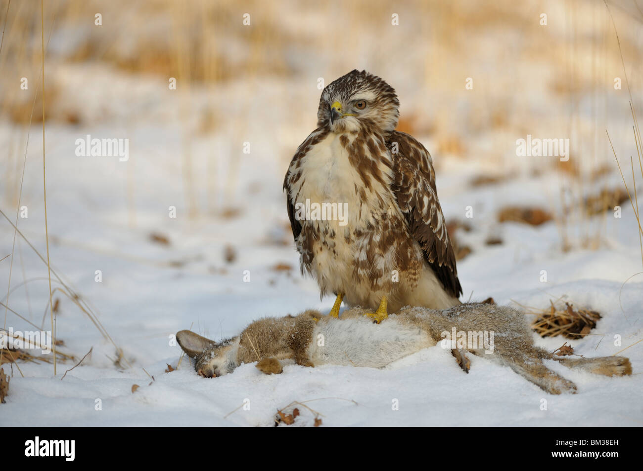 Buse variable (Buteo buteo). Un adulte perché sur le sol tout en regardant sa proie, un lapin. Banque D'Images Buse variable (Buteo buteo). Un adulte perché sur le sol tout en regardant sa proie, un lapin. Banque D'Images
