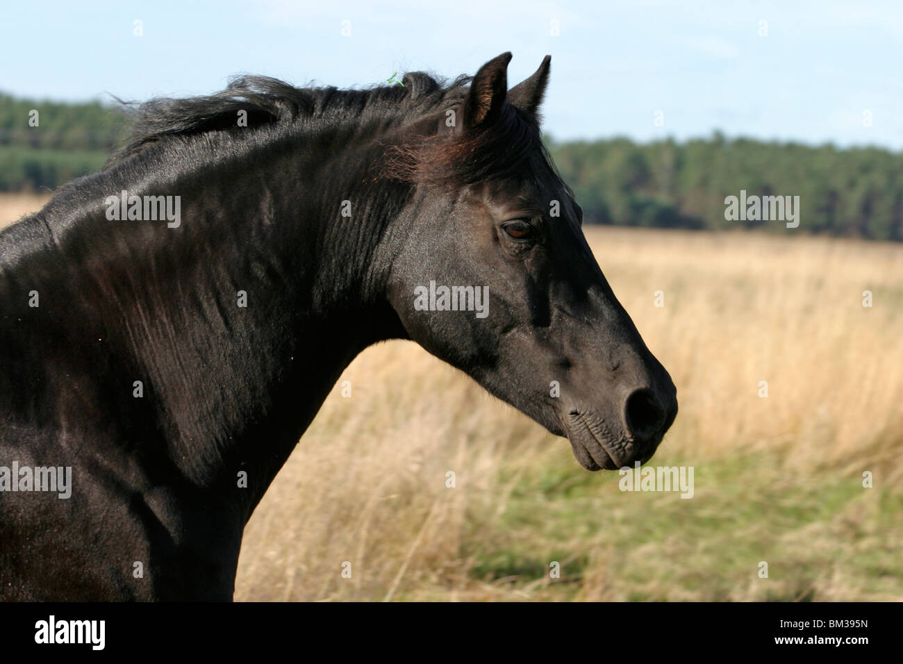 Morgan Cheval Animaux morgan portrait de cheval Banque de photographies et d’images à ...